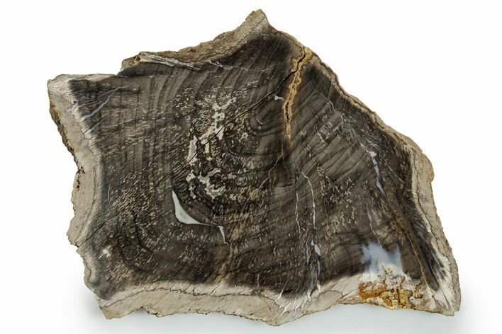 Devonian Petrified Wood From Oklahoma - Oldest True Wood #351332